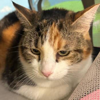 Patty -  Domestic Short Hair Cat for Adoption in Tampa, Florida - Patty | PetCurious