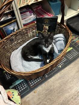 Domestic Short Hair Cats Available for Adoption - Rhoadie | PetCurious