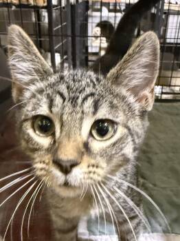 Tornado -  Tabby Cat for Adoption in Lake Ozark, Missouri - Tornado | PetCurious