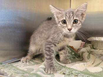 PHOEBE -  Domestic Short Hair Cat for Adoption in Tustin, California - PHOEBE | PetCurious