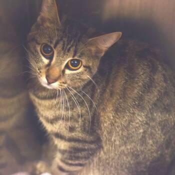 Storm -  Domestic Short Hair Cat for Adoption in Belleville, Illinois - Storm | PetCurious