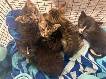 ORANGE BEAN -  Domestic Short Hair Cat for Adoption in Tustin, California - ORANGE BEAN | PetCurious
