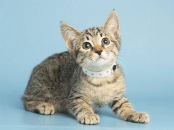 REMY -  Domestic Short Hair Cat Available for Adoption in Phoenix, Arizona - REMY | PetCurious