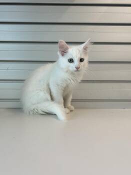 LUPTON -  Domestic Long Hair Cat for Adoption in Loveland, Colorado - LUPTON | PetCurious
