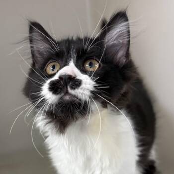 Noodle -  Domestic Long Hair Cat for Adoption in Charles City, Iowa - Noodle | PetCurious