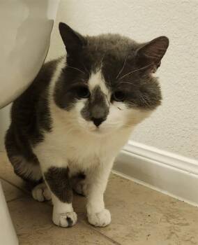 Domestic Short Hair Cats Available for Adoption in San Antonio, Texas - A804364 | PetCurious