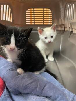 Elroy -  Domestic Short Hair Cat for Adoption in Westfield, New York - Elroy | PetCurious