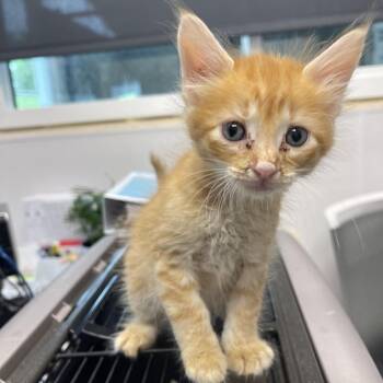 Mars -  Domestic Short Hair Cat for Adoption in Clearwater, Florida - Mars | PetCurious