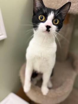 Elastigirl -  Domestic Short Hair Cat for Adoption in Arthur, Ontario - Elastigirl | PetCurious