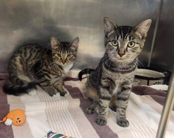 Machu and Picchu -  Domestic Short Hair Cat for Adoption in Clayton, New Jersey - Machu And Picchu | PetCurious