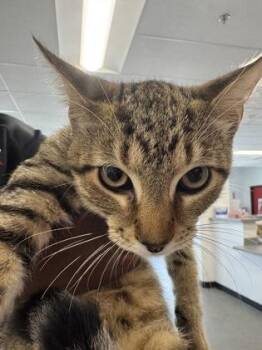 Silas -  Domestic Short Hair Cat for Adoption in West Chester, Pennsylvania - Silas | PetCurious