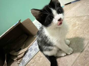 Rescue Domestic Short Hair Cats for Adoption in Greensboro, North Carolina - Butterbean | PetCurious