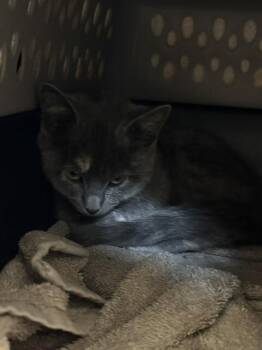 Chiffon -  Domestic Short Hair Cat for Adoption in Fort Collins, Colorado - Chiffon | PetCurious