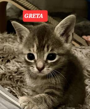 GRETA -  Tabby Cat for Adoption in Elgin, South Carolina - GRETA | PetCurious