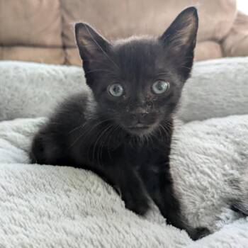 Zoey -  Domestic Short Hair Cat for Adoption in Bloomington, Illinois - Zoey | PetCurious