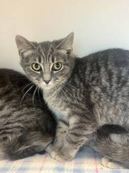Pistachio (ID 51748) -  Domestic Short Hair Cat for Adoption in Manassas, Virginia - Pistachio (ID 51748) | PetCurious