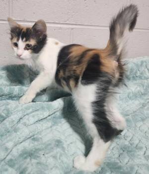 DIXIE -  Domestic Short Hair and Calico Cat for Adoption in Lexington, Tennessee - DIXIE | PetCurious