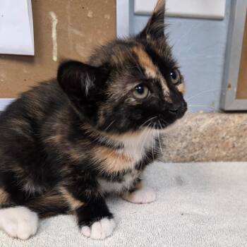 Betsy -  Domestic Short Hair Cat for Adoption - Betsy | PetCurious