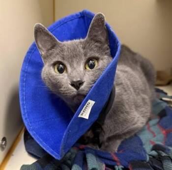 Domestic Short Hair Cats Available for Adoption in Fairfax, Virginia - Greta | PetCurious