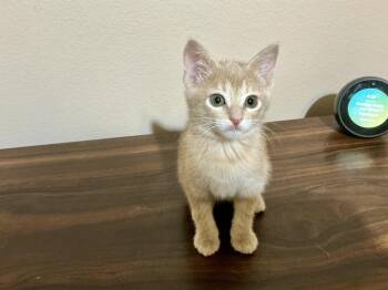 Domestic Short Hair Cats Available for Adoption - Apollo | PetCurious