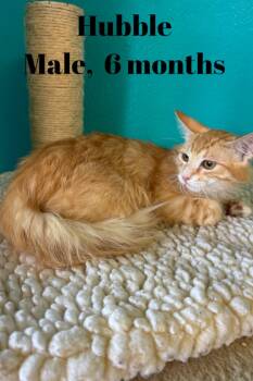 Hubbel -  Domestic Long Hair Cat Available for Adoption in Chico, California - Hubbel | PetCurious