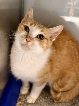 Clementine -  Domestic Short Hair Cat for Adoption in Midland, Michigan - Clementine | PetCurious