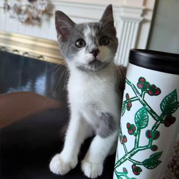 Hammerhead -  Domestic Short Hair Cat for Adoption in Martinsville, Indiana - Hammerhead | PetCurious