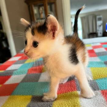 Ginger -  Domestic Short Hair Cat for Adoption in Normal, Illinois - Ginger | PetCurious