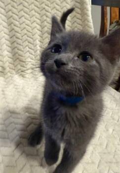 Domestic Short Hair Cats Available for Adoption in Colorado Springs, Colorado - CHEDDAR | PetCurious