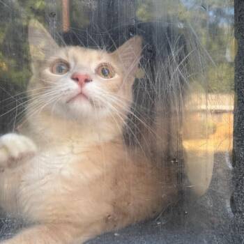 Fluffy -  Domestic Medium Hair Cat for Adoption in Birmingham, Alabama - Fluffy | PetCurious