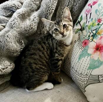 Mountain Dew -  Domestic Short Hair Cat for Adoption in Dale City, Virginia - Mountain Dew | PetCurious