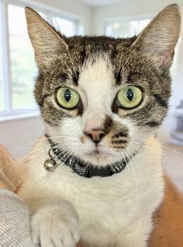 Darling Spotty Dottie! -  Tabby and Domestic Short Hair Cat for Adoption in San Luis Obispo, California - Darling Spotty Dottie! | PetCurious