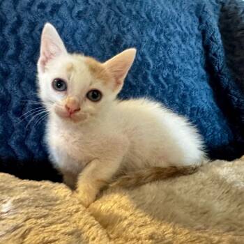 Rescue Domestic Medium Hair Cats for Adoption in Lantana, Texas - Caddy | PetCurious