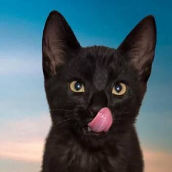 Stowaway -  Domestic Short Hair Cat for Adoption in Orangevale, California - Stowaway | PetCurious