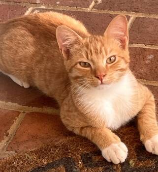 Nacho: Not at the shelter (Fran) -  Domestic Short Hair Cat for Adoption in Rustburg, Virginia - Nacho: Not At The Shelter (Fran) | PetCurious