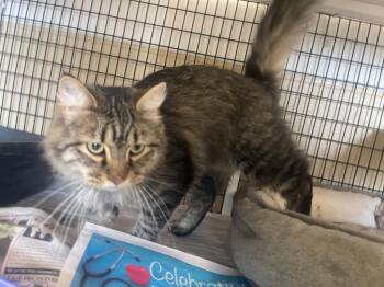 stray black and brown -  Domestic Long Hair Cat for Adoption in Green River, Wyoming - Stray Black And Brown | PetCurious