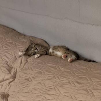 Domestic Short Hair Cats Available for Adoption - Fern 3 | PetCurious