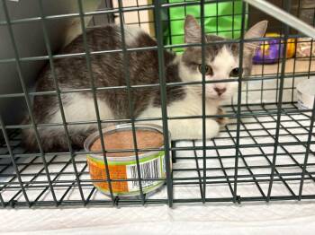White eyes -  Domestic Short Hair Cat for Adoption in Wauchula, Florida - White Eyes | PetCurious