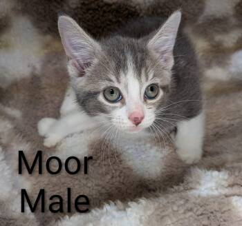 Moor -  Extra Toes Cat Hemingway Polydactyl Cat Available for Adoption in Clarksville, Tennessee - Moor | PetCurious