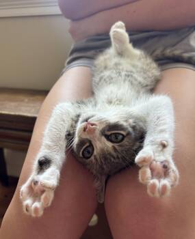Oliver -  Domestic Short Hair Cat for Adoption in Queenstown, Maryland - Oliver | PetCurious