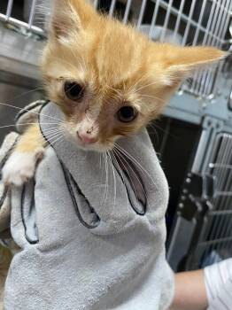 Pieces - At shelter -  Domestic Short Hair Cat for Adoption in Rustburg, Virginia - Pieces - At Shelter | PetCurious