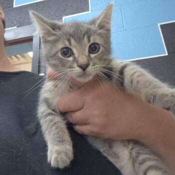 Domestic Short Hair Cats Available for Adoption in Ardmore, Oklahoma - Brentlee | PetCurious