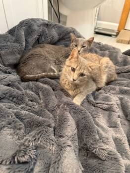 Rescue Domestic Short Hair Cats for Adoption in Minneapolis, Minnesota - Twila / Moira | PetCurious