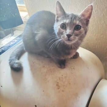 Mississippi -  American Shorthair Cat for Adoption in Mount Vernon, Arkansas - Mississippi | PetCurious