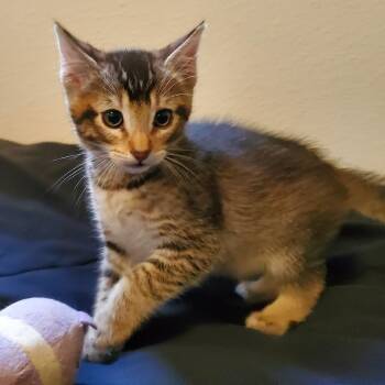 Hollywood -  Domestic Short Hair Cat for Adoption in Belfair, Washington - Hollywood | PetCurious
