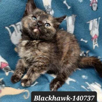 Blackhawk -  Domestic Short Hair Cat for Adoption in New Tazewell, Tennessee - Blackhawk | PetCurious