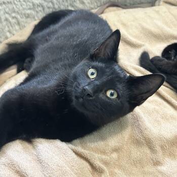 Minnow -  Domestic Short Hair Cat for Adoption in Guelph, Ontario - Minnow | PetCurious