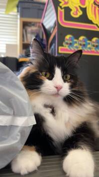 Calico Cats Available for Adoption in Temecula, California - Ivy | PetCurious