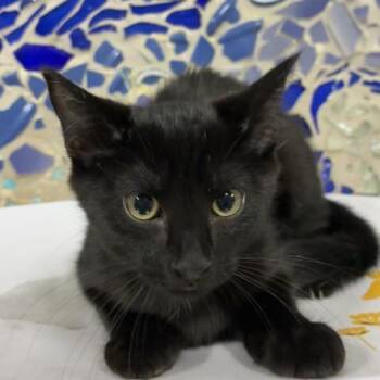BEATLE -  Domestic Short Hair Cat for Adoption in Pensacola, Florida - BEATLE | PetCurious
