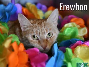Domestic Short Hair Cats Available for Adoption in Fort Mill, South Carolina - Erewhon | PetCurious